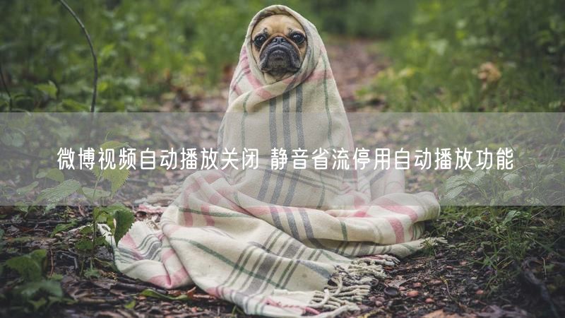 微博视频自动播放关闭 静音省流停用自动播放功能