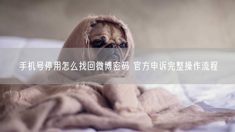 手机号停用怎么找回微博密码 官方申诉完整操作流程