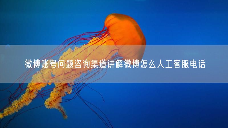 微博账号问题咨询渠道讲解微博怎么人工客服电话