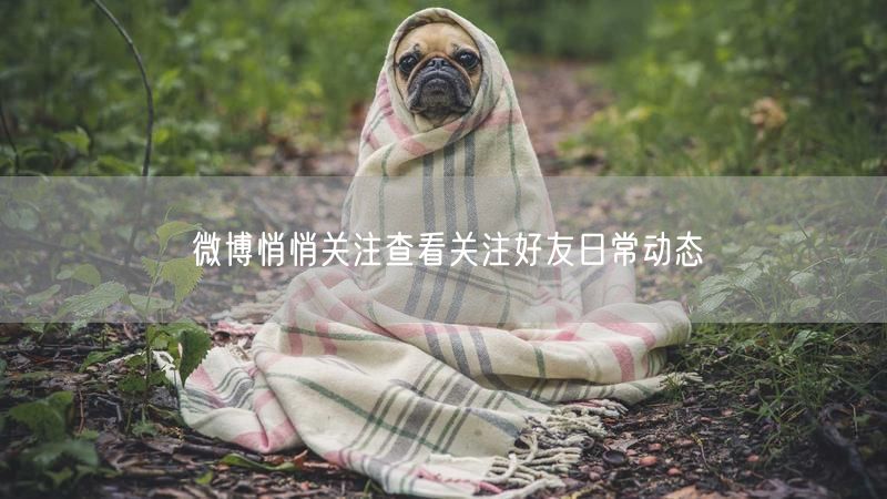 微博悄悄关注查看关注好友日常动态